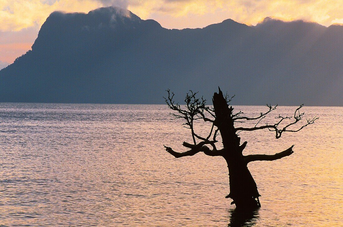 Malaysia,Borneo,Bako-Nationalpark,Mangroven gehören zu den produktivsten Ökosystemen mit der größten Biomasse auf unserem Planeten