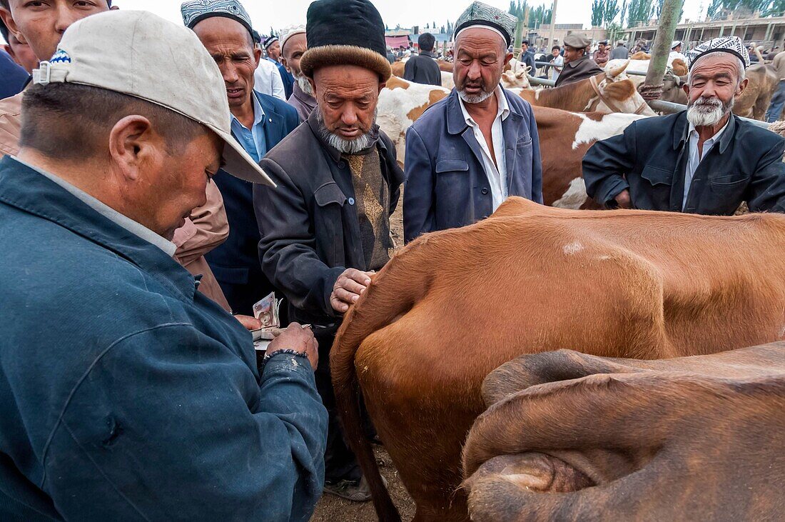 China, Xinjiang autonomous region, Kashgar, livestock market, transaction between farmer and stockbreeder