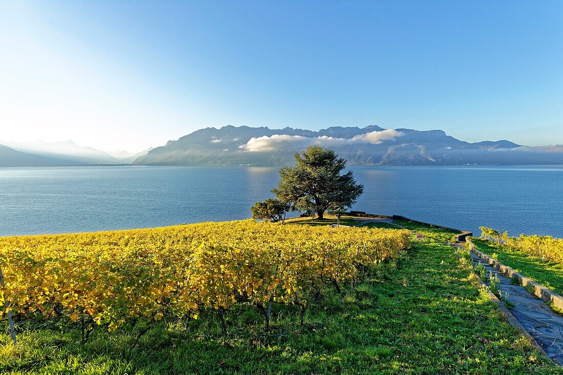 Schweiz,Kanton Waadt,Lavaux Weinbergterrassen,von der UNESCO zum Weltkulturerbe erklärt,erstreckt sich von Montreux bis Lausanne auf 32 km entlang des Genfer Sees und 850 ha