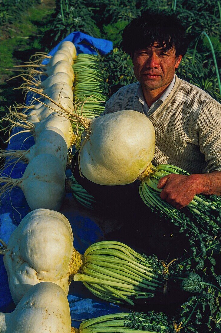 Japan, Kyushu, Kagoshima, Daikon is a giant radish unique in Japan that grows thanks to the ashes of Sakurajima