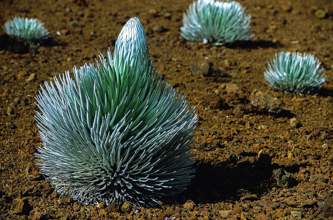 United States, Maui Island, Hawaii, Haleakala National Park, Silver Saber (Argyroxiphium sandwicense) in the crater of Haleakala Volcano