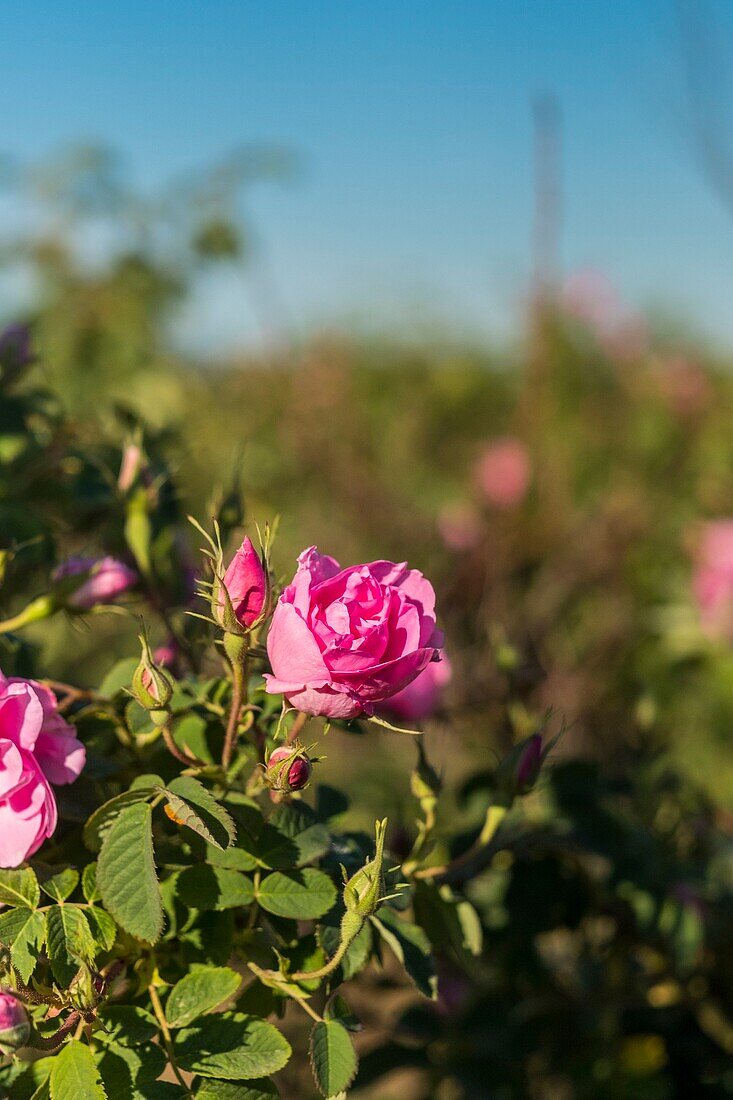 Bulgarien,Stara Zagora,Kazanlak,Das Tal der Rosen,Rosenernte auf den Feldern der Brennerei Enio Bonchev