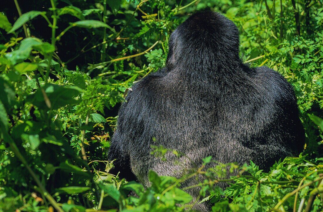 Ruanda,Nordprovinz,Volcanoes National Park,der Berggorilla (Gorilla beringei) kann zwei Meter hoch werden und 300 Kilo wiegen