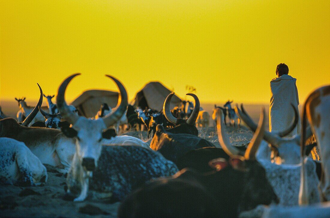 Äthiopien,Danakil-Wüste,Wächter und seine Herde in der Danakil-Wüste