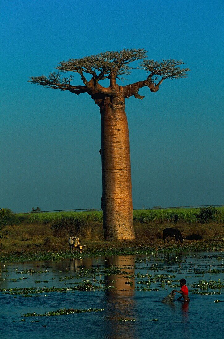 Madagascar, Tulear, Menabe, Baobab Alley, (Adansonia grandidieri)