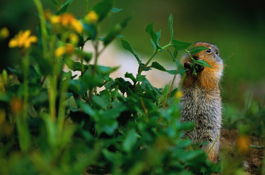 Vereinigte Staaten,Montana,Waterton Glacie National Park,Vereinigte Staaten,Montana,Waterton Glacier National Park,Columbia Ground Squirrels,(Urocitellus columbianus) ernähren sich von Pflanzen,Samen und verschiedenen Gewächsen