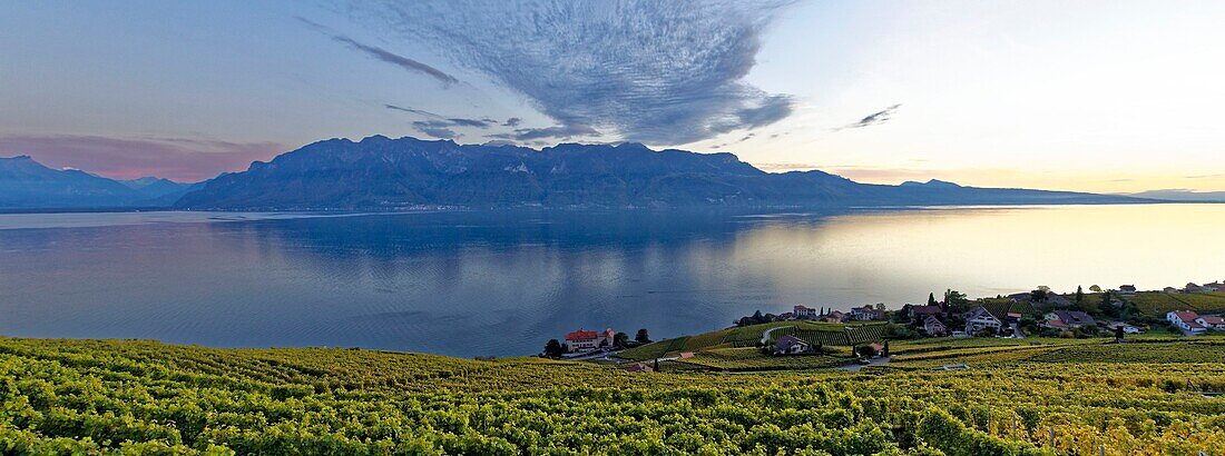 Schweiz,Kanton Waadt,Lavaux Weinbergterrassen,von der UNESCO zum Weltkulturerbe erklärt,erstreckt sich von Montreux bis Lausanne auf 32 km entlang des Genfersees und 850 ha