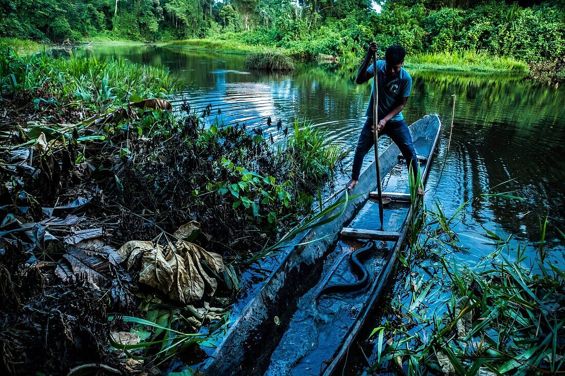 Ecuador, Tena, immersion life experience with the Waoranis of the Rio Nushino, Tetapari laguna, fishing an electric eel, Electrophorus electricus