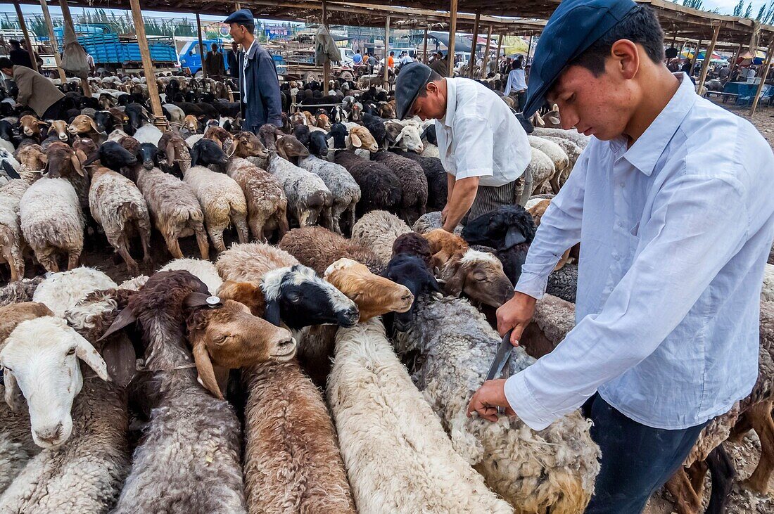 China, Xinjiang autonomous region, Kashgar, livestock market, shearing sheep