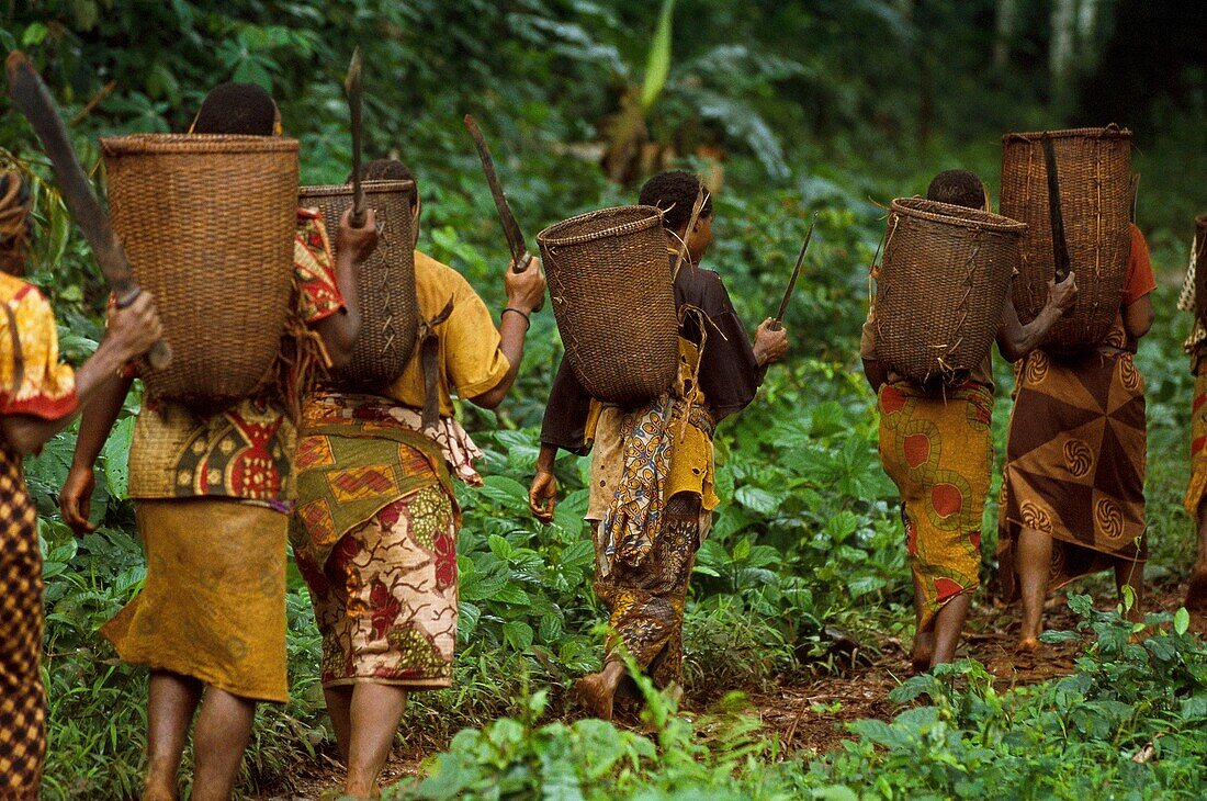 Congo, East, Lobeke, Baka women grow plants, such as plantains, cassavas and bananas, and practice beekeeping