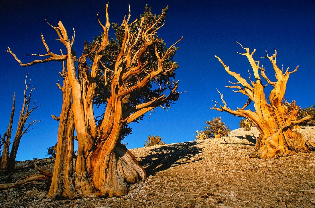 Vereinigte Staaten,Kalifornien,Gr. Patriarch National Forest,die Bristlecone Pine (Pinus longaeva) ist mit über 5000 Jahren einer der langlebigsten Organismen