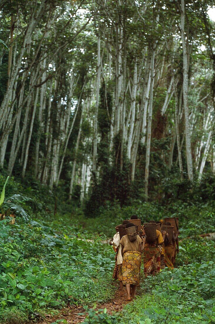 Congo, East, Lobeke, Baka women grow plants, such as plantains, cassavas and bananas, and practice beekeeping