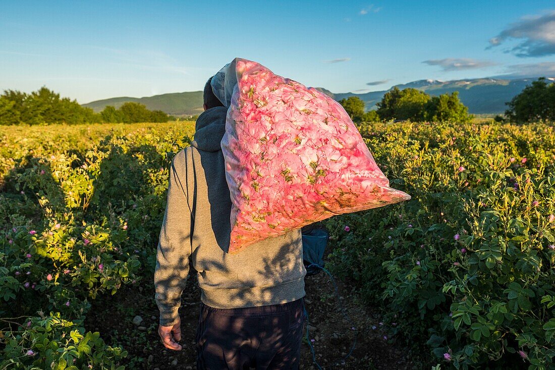 Bulgarien,Stara Zagora,Kazanlak,Das Tal der Rosen,Rosenernte auf den Feldern der Brennerei Enio Bonchev