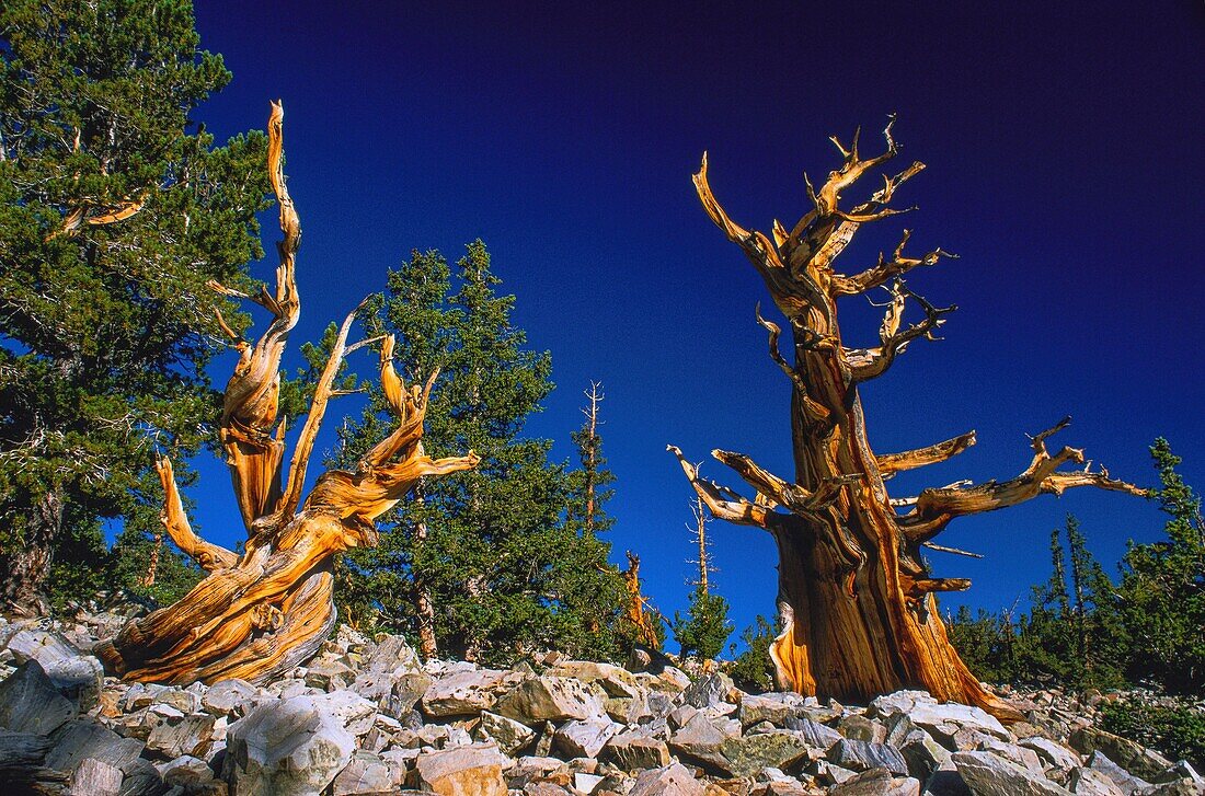 Vereinigte Staaten,Nevada,Great Basin National Park,die Bristlecone-Kiefer,ältester Baum der Erde