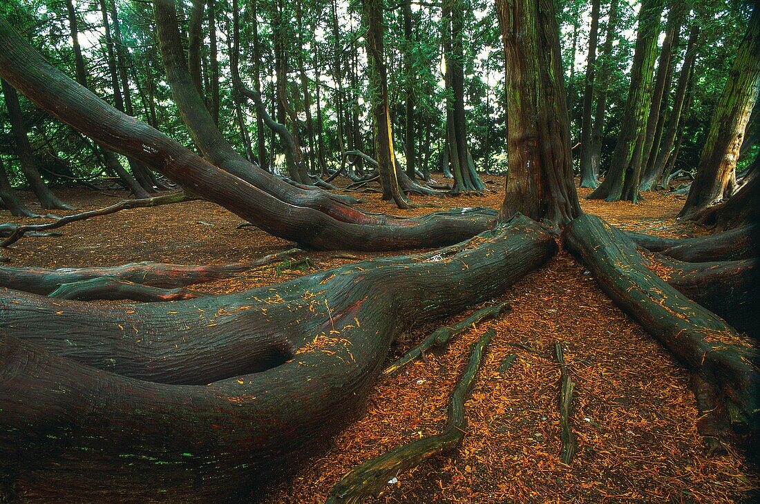 France, Brittany, Vitré, France, Brittany, Ille et Vilaine, Vitré, in the Parc de Vitré stands a remarkable thuya of California It was labeled remarkable tree in 2013