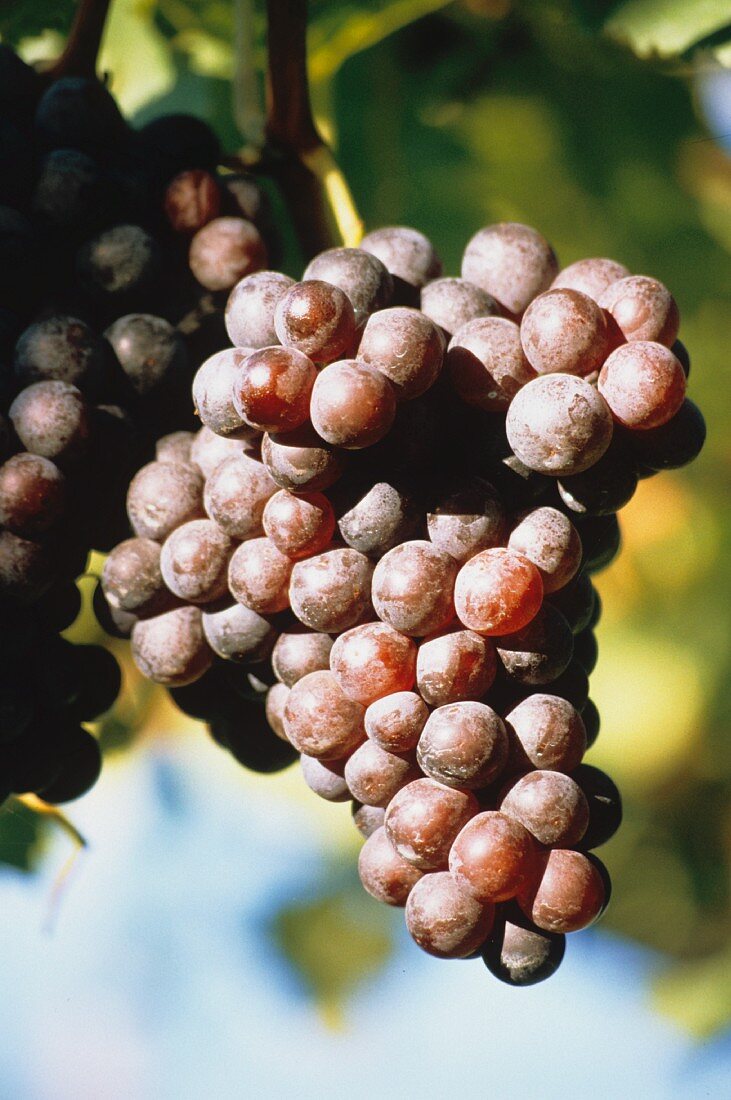 Black grapes (Vernatsch variety) on the vine