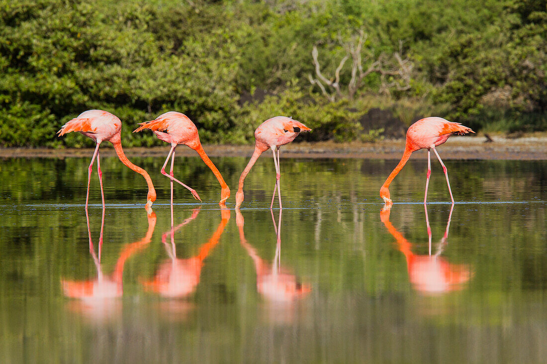 Großer Flamingo (Phoenicopterus ruber) bei der Futtersuche nach kleinen rosa Garnelen in einer Salzwasserlagune auf den Galapagos-Inseln,UNESCO-Welterbe,Ecuador,Südamerika