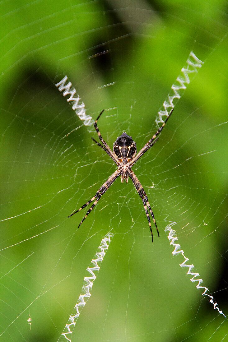 Macro photograph of a spider (Order Araneae) in the Galapagos Island Archipelago, UNESCO World Heritage Site, Ecuador, South America