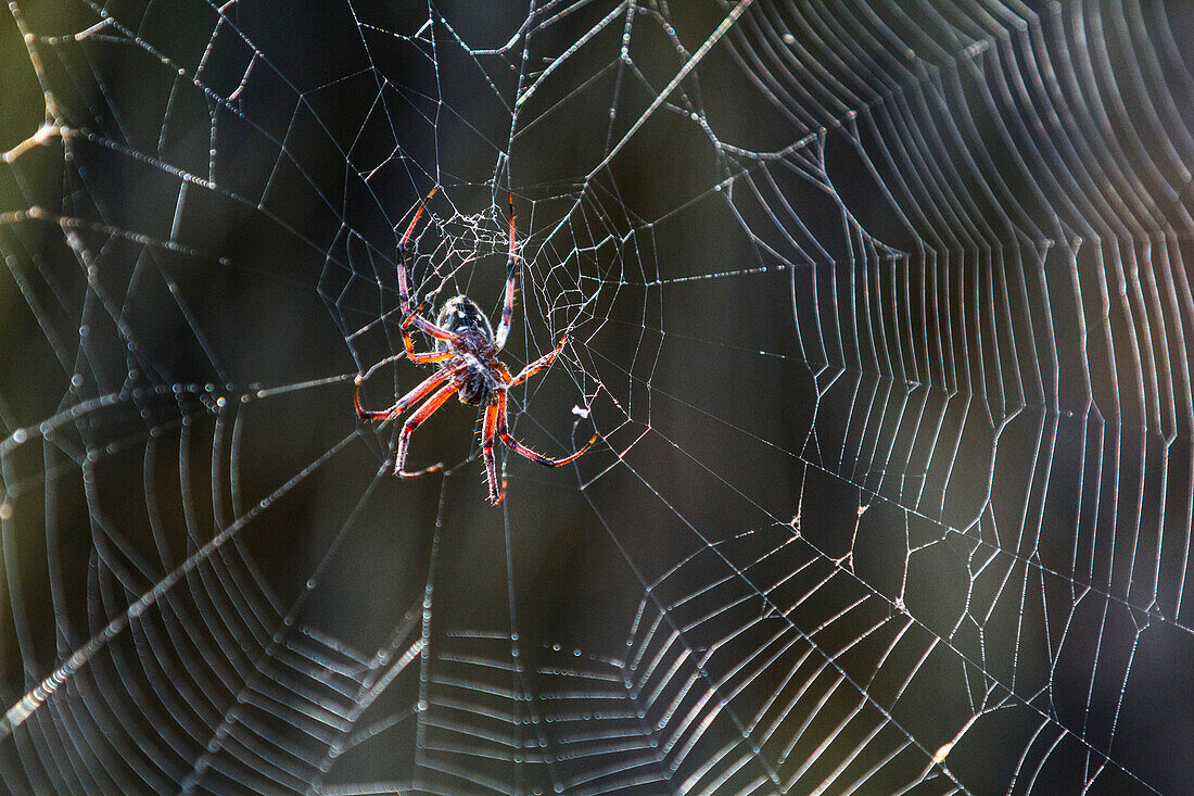 Makroaufnahme einer Spinne (Ordnung Araneae) im Galapagos-Inselarchipel,UNESCO-Weltnaturerbe,Ecuador,Südamerika