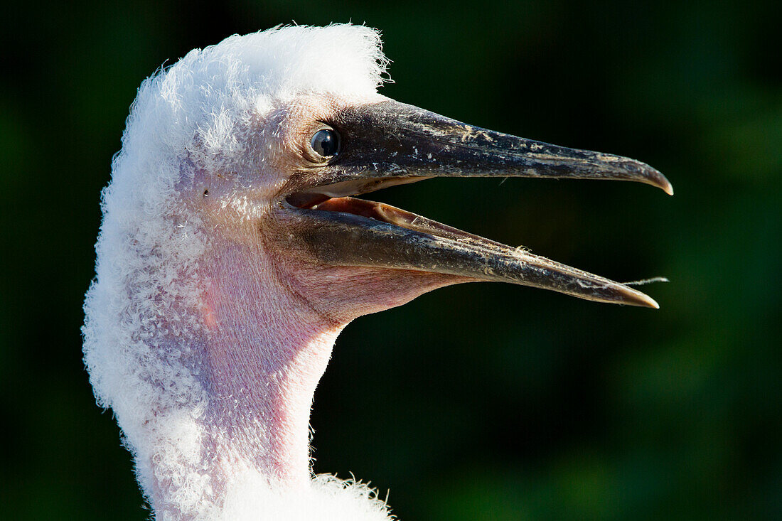 Nazca booby (Sula grantii) downy chick in the Galapagos Island Archipelago, UNESCO World Heritage Site, Ecuador, South America