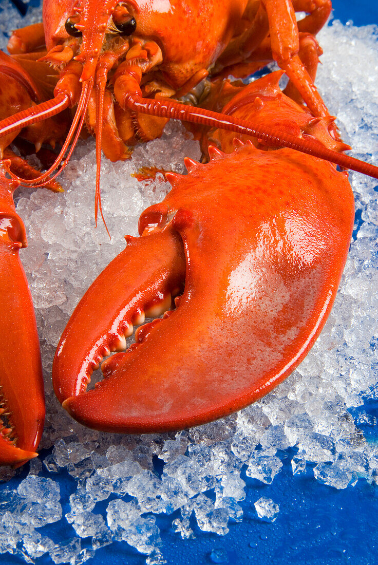 Hummer (Homarus Americanus) auf Eisbett,Florenz,Toskana,Italien,Europa