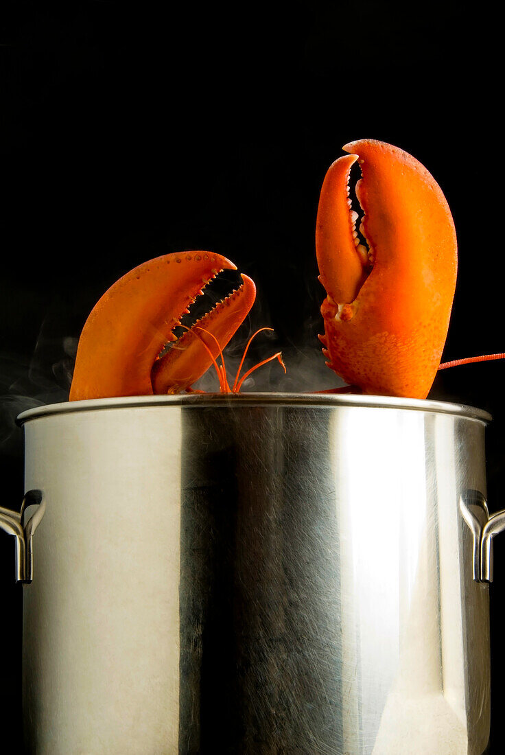 Lobster (Homarus americanus) boiling in a steel pot, Florence, Tuscany, Italy, Europe