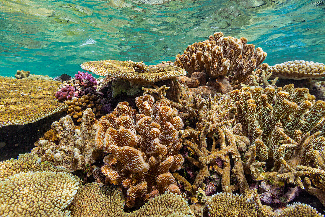 Eine Vielzahl von Hart- und Weichkorallen im Vatu-I-Ra Conservation Park auf Viti Levu,Fidschi,Südpazifik,Pazifik