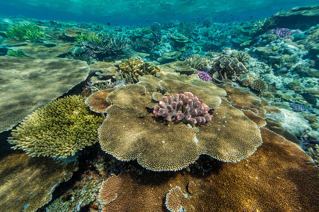 Eine Vielzahl von Hart- und Weichkorallen im Vatu-I-Ra Conservation Park auf Viti Levu,Fidschi,Südpazifik,Pazifik