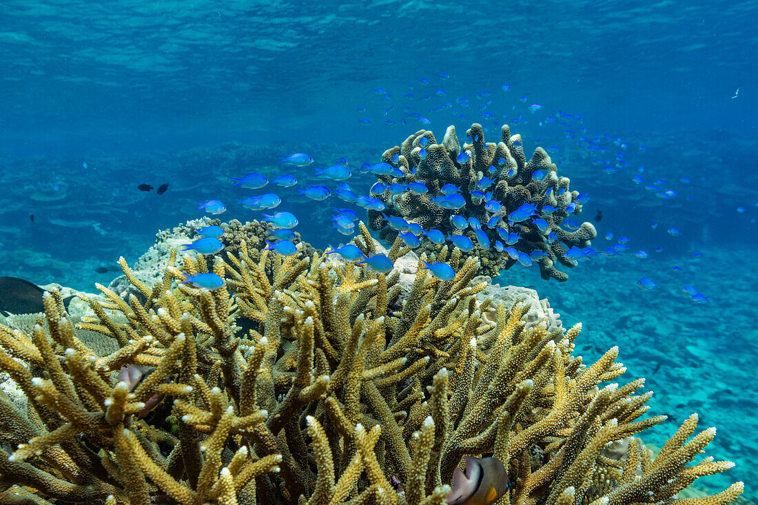 A myriad of hard and soft corals, as well as tropical reef fish at Vatu-I-Ra Conservation Park on Viti Levu, Fiji, South Pacific, Pacific