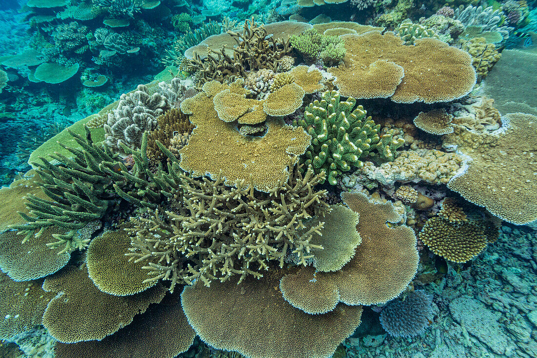 Eine Vielzahl von Hart- und Weichkorallen im Vatu-I-Ra Conservation Park auf Viti Levu,Fidschi,Südpazifik,Pazifik