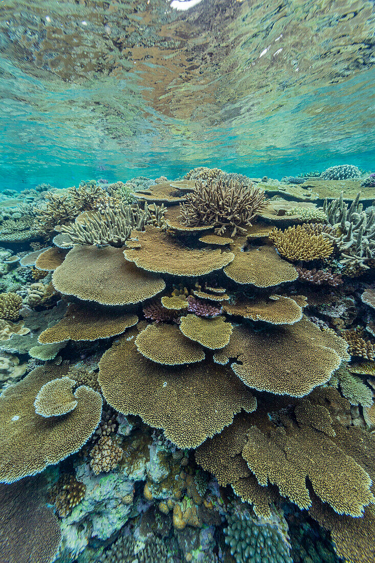 A myriad of hard and soft corals at Vatu-I-Ra Conservation Park on Viti Levu, Fiji, South Pacific, Pacific