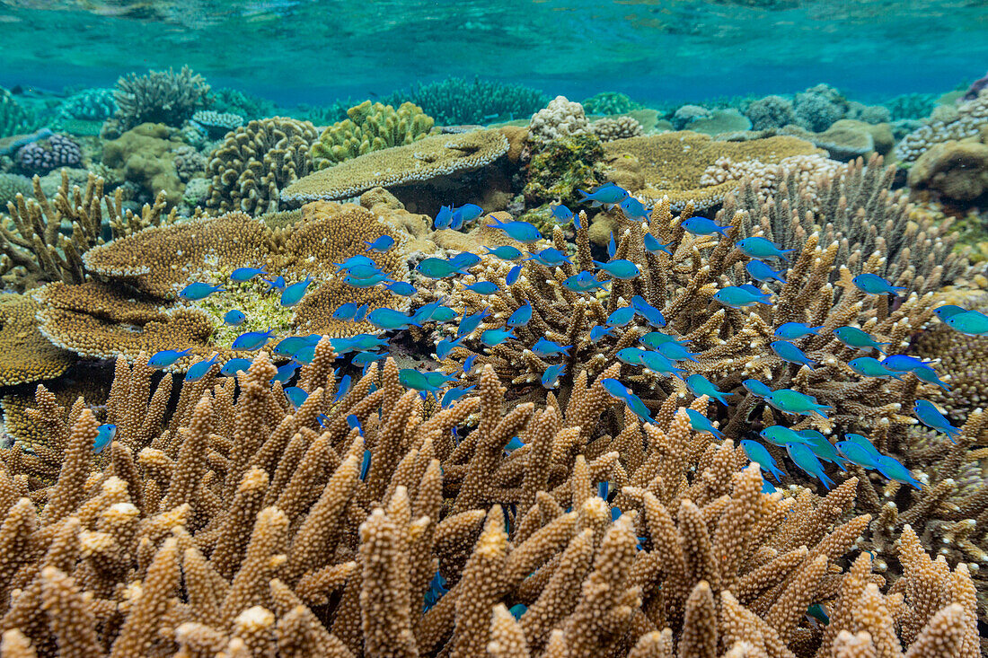 A myriad of hard and soft corals, as well as tropical reef fish at Vatu-I-Ra Conservation Park on Viti Levu, Fiji, South Pacific, Pacific