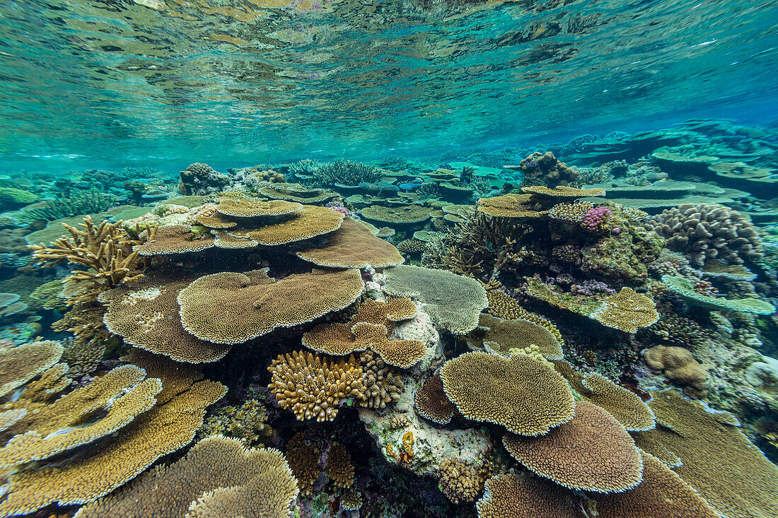 A myriad of hard and soft corals at Vatu-I-Ra Conservation Park on Viti Levu, Fiji, South Pacific, Pacific