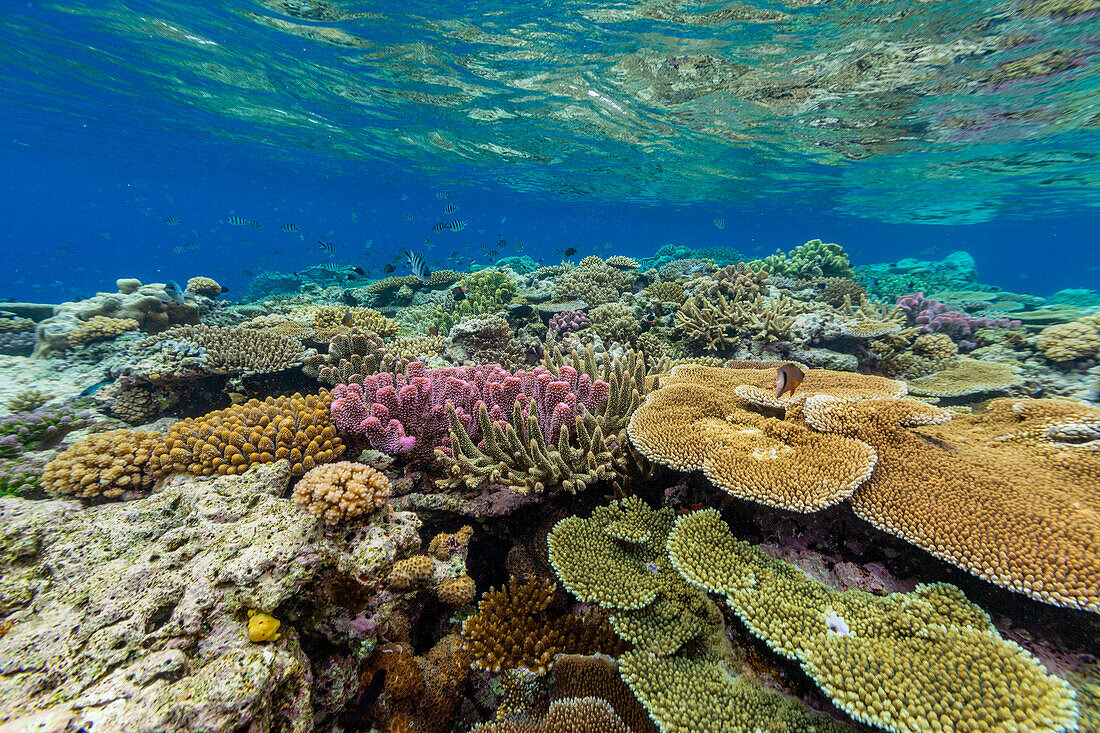 Unzählige Hart- und Weichkorallen sowie tropische Rifffische im Vatu-I-Ra Conservation Park auf Viti Levu,Fidschi,Südpazifik,Pazifik