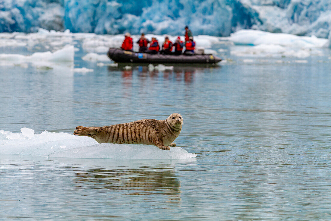 Zodiac with Lindblad guests near harbor seal (Phoca vitulina) hauled out on ice calved from the South Sawyer Glacier in the Tracy Arm-Ford's Terror Wilderness area, Southeast Alaska, United States of America, North America