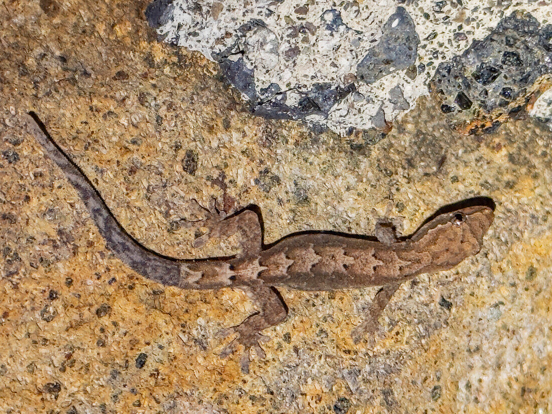 Adult mourning gecko (Lepidodactylus lugubris), at night on the Volivoli Resort grounds on Viti Levu, Fiji, South Pacific, Pacific