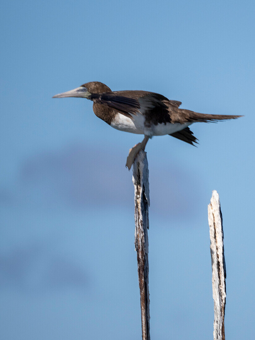 Ausgewachsener Brauner Tölpel (Sula leucogaster),auf einem Pfahl an der Nordostküste von Viti Levu,Fidschi,Südpazifik,Pazifik