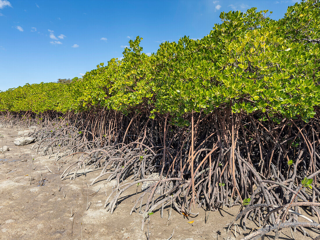 Rote Mangrovenpflanzen (Rhizophora mangle),bei Ebbe in der Nähe des Volivoli Resorts auf Viti Levu,Fidschi,Südpazifik,Pazifik