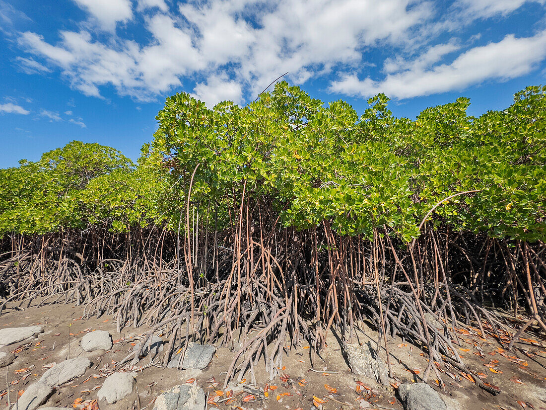 Red mangrove plants (Rhizophora mangle), at low tide near the Volivoli Resort grounds on Viti Levu, Fiji, South Pacific, Pacific