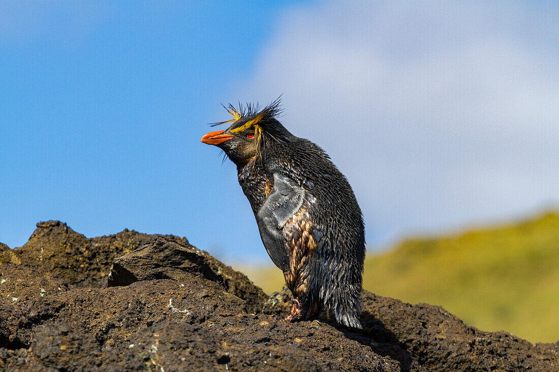 Nördlicher Felsenpinguin (Eudyptes moseleyi),bedeckt mit ausgelaufenem Öl aus dem Wrack der MS Oliva,Nightingale-Insel,Tristan da Cunha-Gruppe,Südatlantik