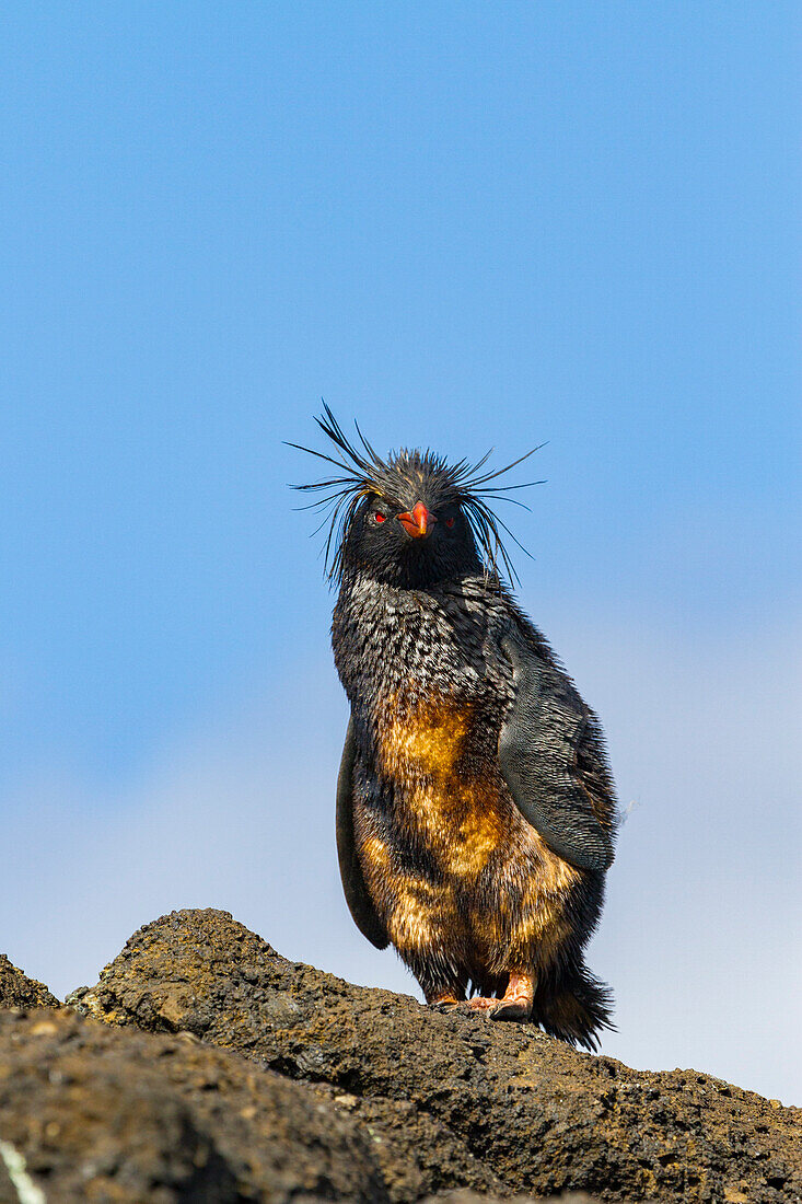 Nördlicher Felsenpinguin (Eudyptes moseleyi),bedeckt mit ausgelaufenem Öl aus dem Wrack der MS Oliva,Nightingale Insel,Tristan da Cunha Gruppe,Südatlantik