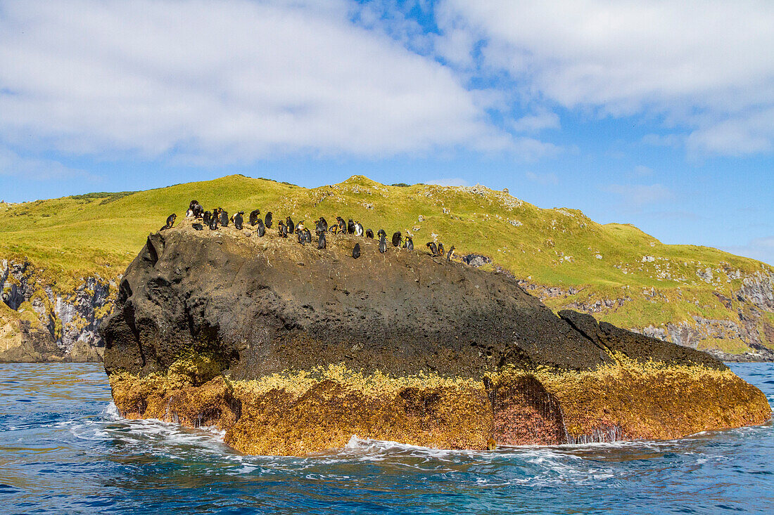 Northern rockhopper penguins (Eudyptes moseleyi) covered in spilled oil from the wreck of the MS Oliva, Nightingale island, Tristan da Cunha Group, South Atlantic Ocean