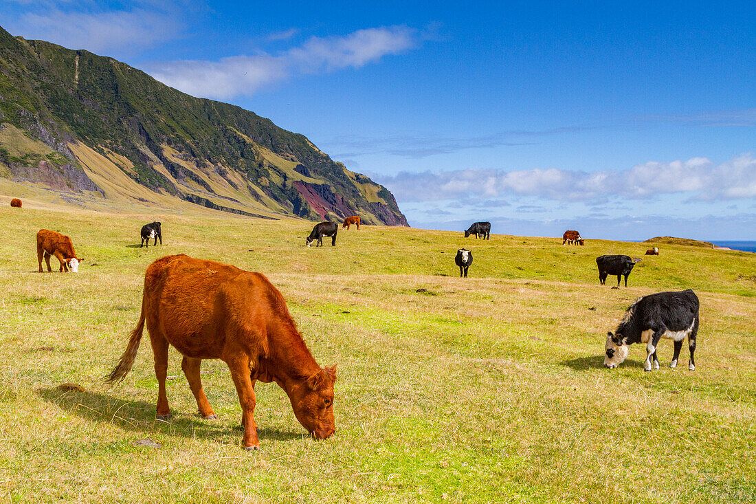 Blick auf den Kartoffelacker auf Tristan da Cunha,dem entlegensten bewohnten Ort der Erde,Tristan da Cunha,Südatlantik