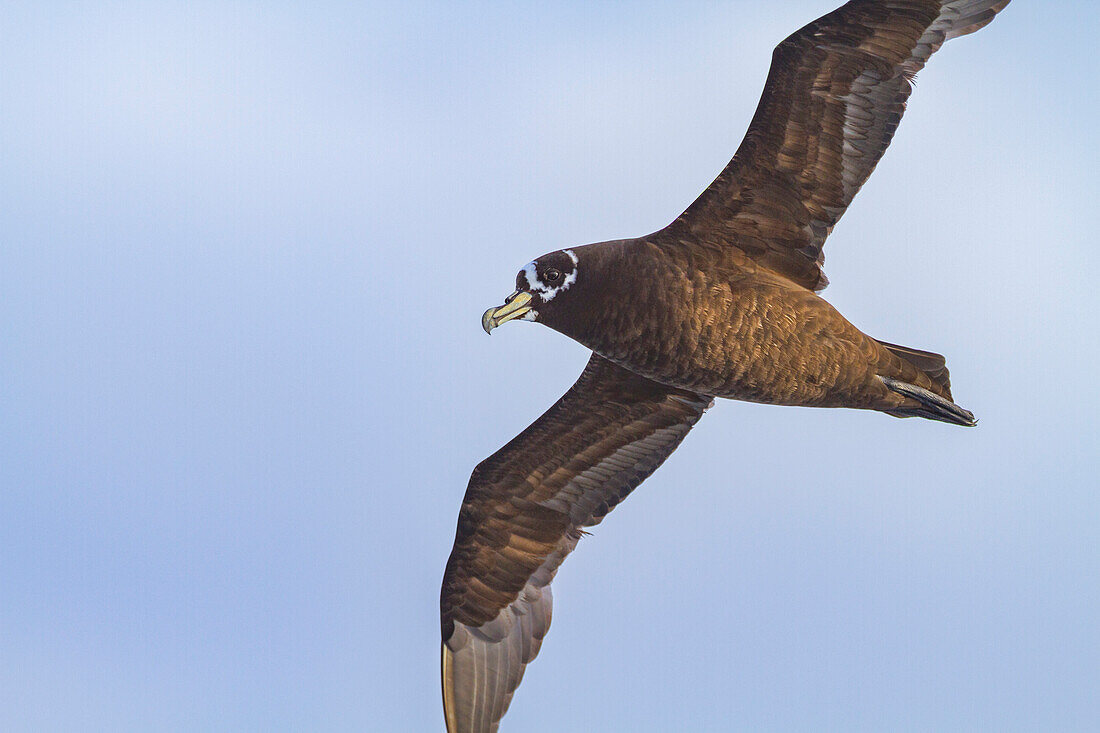 Adult spectacled petrel (Procellaria conspicillata) in flight near Nightingale Island, part of the Tristan da Cunha Group, South Atlantic Ocean