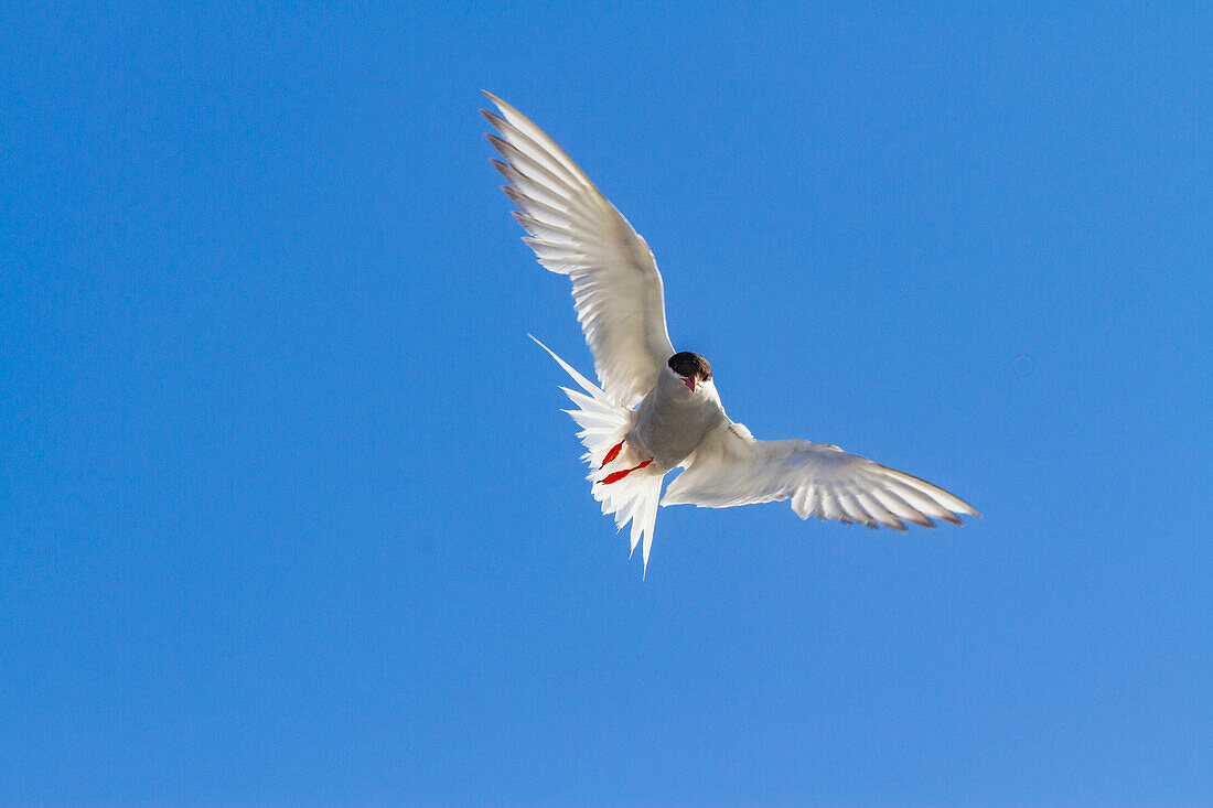 Ausgewachsene antarktische Seeschwalbe (Sterna vittata) im Flug bei Tristan da Cunha,Südatlantik