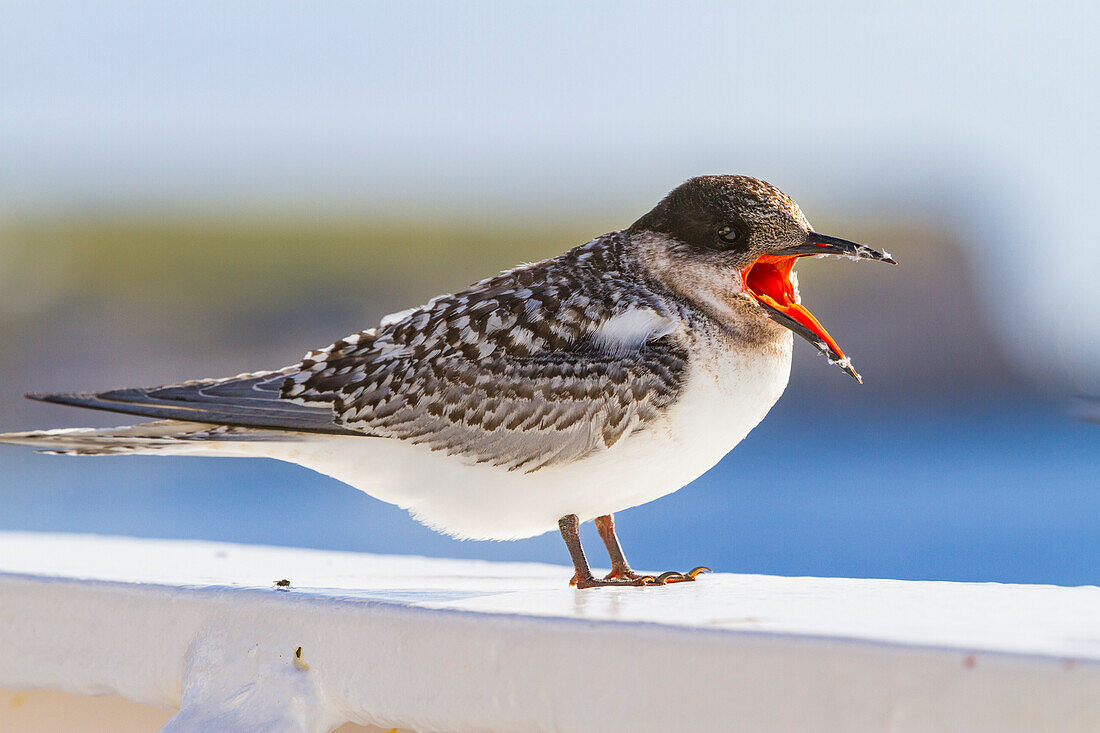 Juvenile Antarctic tern (Sterna vittata) resting on ship's rail near Tristan da Cunha, South Atlantic Ocean