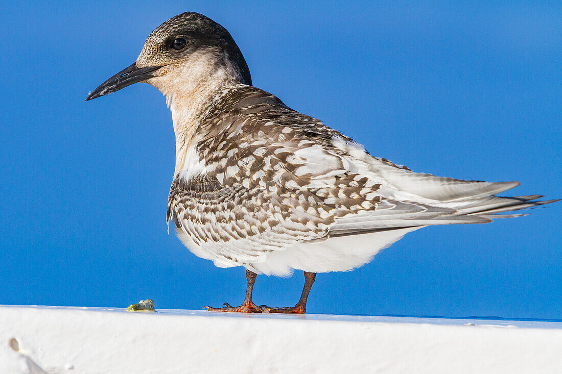 Juvenile Antarktische Seeschwalbe (Sterna vittata) auf der Reling bei Tristan da Cunha,Südatlantik