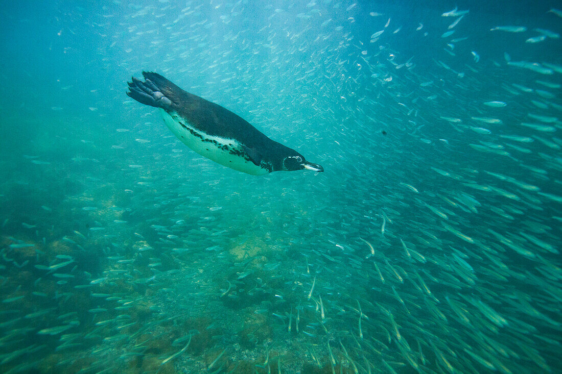 Galapagos penguin (Spheniscus mendiculus) feeding underwater on small baitfish in the Galapagos Islands, UNESCO World Heritage Site, Ecuador, South America