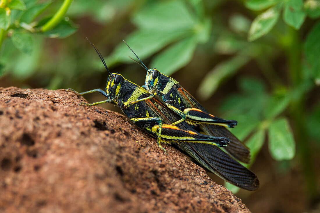 Painted Locust (Schistocerca melanocera) mating in the Galapagos Island Archipelago, UNESCO World Heritage Site, Ecuador, South America