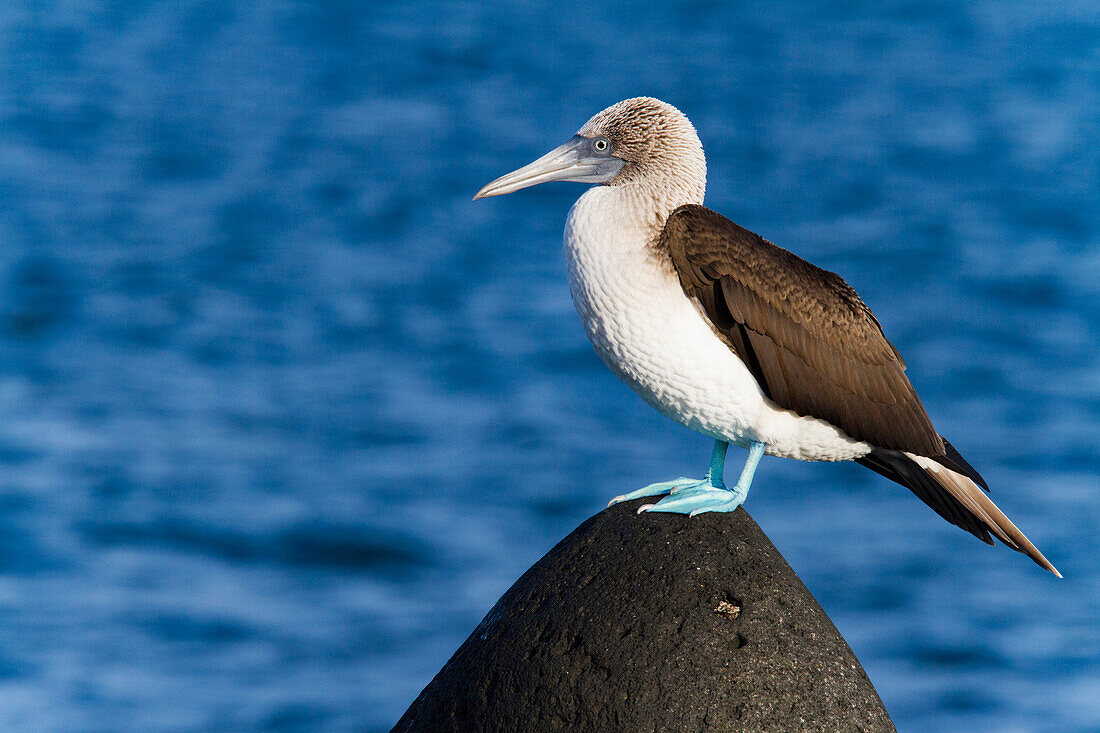 Adult blue-footed booby (Sula nebouxii) in the Galapagos Island Archipelago, UNESCO World Heritage Site, Ecuador, South America